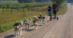 Cart run to train puppies, September 2009