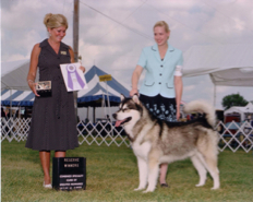 Howler takes Reserve Winner at the Malamute Specialty Show in Waukesha, WI, July 2007
