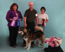 Major wins Best of Breed, Group 1 and Reserve Best in Show, June 2010