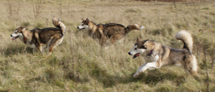 Kosmo (middle) enjoys a game of chase with sisters Penny (left) and Sassy (right), November 2009