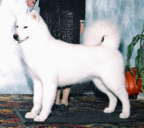 Mauya was bred to Major in 2011