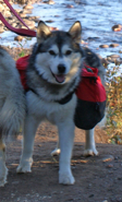 Minnie packing on the scenic Temperance River in northern Minnesota, 2009