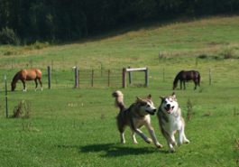 Rocket (right) and Penny at play in the horse pasture, 2009