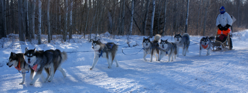 Sassy (behind lead dogs) on her first 10 mile run for a Working Team Dog title, January 2010