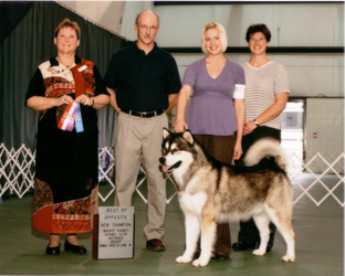 Howler finishes his Championship, October 2007 at the Wright County Kennel Club Show, Hutchinson MN