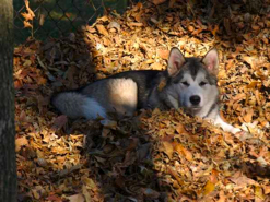 Bree at 7 months old playing in the leaf pile!