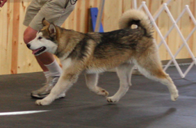 Kenai at conformation class, 6 months old